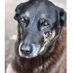 Hospital veterinário municipal passa a funcionar 24 horas em São Paulo