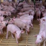 Agrodefesa assume certificação de granjas de reprodutores suínos