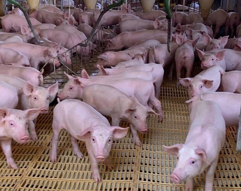 Agrodefesa assume certificação de granjas de reprodutores suínos