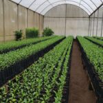 Agrodefesa e UFG firmam acordo para fortalecer vigilância fitossanitária em Goiás