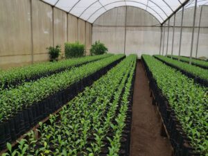 Agrodefesa e UFG firmam acordo para fortalecer vigilância fitossanitária em Goiás