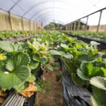 Boletim do Comércio Exterior do Distrito Federal mostra aumento nas transações internacionais em 2025