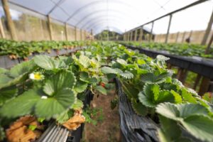 Boletim do Comércio Exterior do Distrito Federal mostra aumento nas transações internacionais em 2025