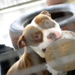 Cães resgatados pela Zoonoses esperam por um novo lar