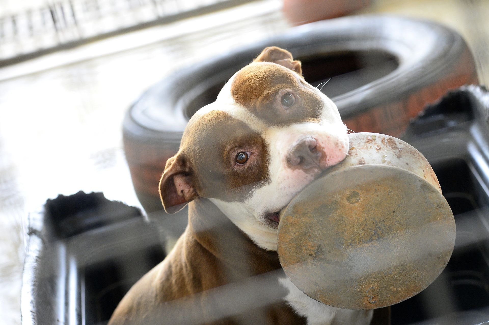 Cães resgatados pela Zoonoses esperam por um novo lar