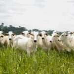 Caravana do Agro Exportador debate oportunidades para pecuária goiana no mercado internacional