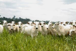 Caravana do Agro Exportador debate oportunidades para pecuária goiana no mercado internacional
