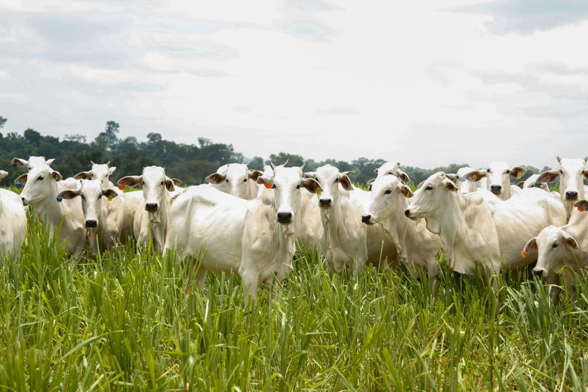Caravana do Agro Exportador debate oportunidades para pecuária goiana no mercado internacional