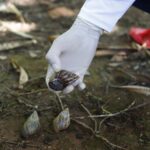 Chuvas alertam para presença de caramujo africano no DF