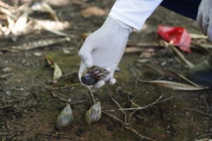 Chuvas alertam para presença de caramujo africano no DF