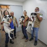 Com secretaria especializada, GDF consolida proteção animal como política pública permanente