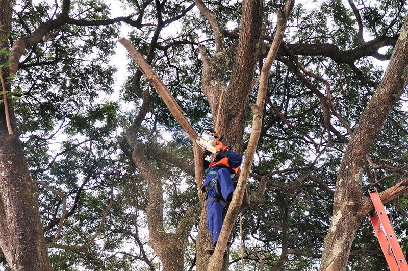 DF registra mais de 28 mil intervenções arbóreas em dois meses