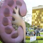 Dia Mundial do Rim: doenças renais são silenciosas e exigem atenção