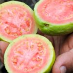 Encontro técnico ensina produtores rurais a utilizar drones em plantações de goiaba