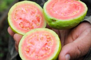 Encontro técnico ensina produtores rurais a utilizar drones em plantações de goiaba