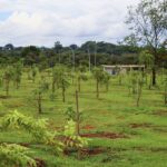 Espécies do Cerrado florescem no Parque da Cidade
