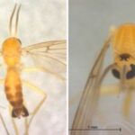 Goiás abre 1ª consulta pública do Brasil para avaliar risco de extinção de moscas e pernilongos