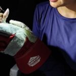 Iluminação noturna com lanternas solares diminui ocorrência de mordidas de morcego transmissor da raiva