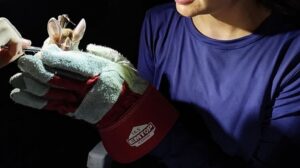 Iluminação noturna com lanternas solares diminui ocorrência de mordidas de morcego transmissor da raiva