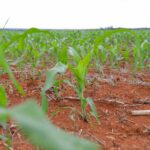 Mais de R$ 65 milhões em crédito rural impulsionam produção e transformam vida de agricultores no DF