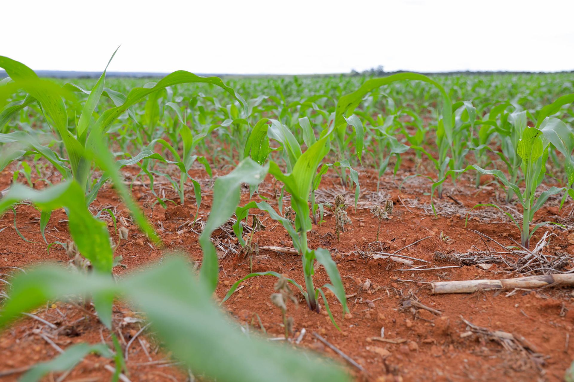 Mais de R$ 65 milhões em crédito rural impulsionam produção e transformam vida de agricultores no DF