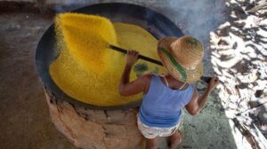 Mamirauá identifica potencial de 369 alimentos para fortalecer a segurança alimentar nacional