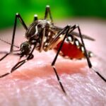 Ministério da Saúde adota estudo sobre previsão de surtos de dengue com participação do MCTI