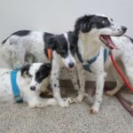 Novo serviço de castração gratuita conta com hemograma e microchipagem de cães e gatos