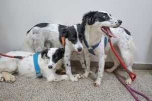 Novo serviço de castração gratuita conta com hemograma e microchipagem de cães e gatos