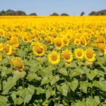 Prazo para a semeadura do girassol em Goiás termina no dia 31