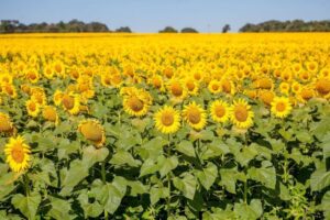 Prazo para a semeadura do girassol em Goiás termina no dia 31