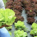 Projeto Mulheres no Campo abre 100 vagas