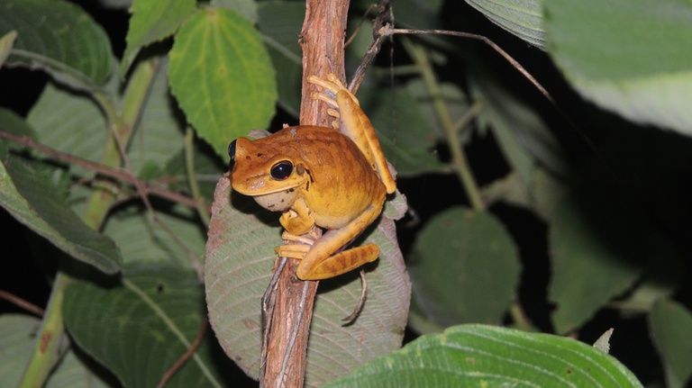Registro de 99 espécies entre Cerrado e Pantanal ajuda cientistas a analisarem futuro dos biomas