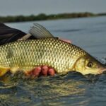 Regras que pescador precisa observar com o fim da piracema