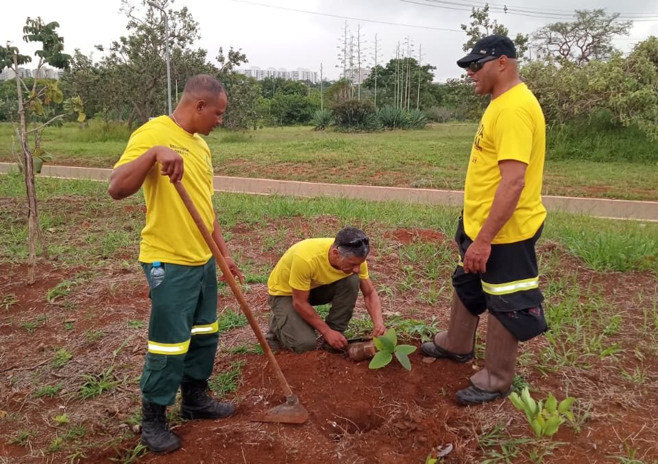 Reserva Biológica do Guará e Parque Ecológico Ezechias Heringer recebem plantio de mudas nativas nas últimas chuvas da estação