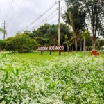 Revista do Jardim Botânico publica descobertas inéditas sobre a biodiversidade brasileira