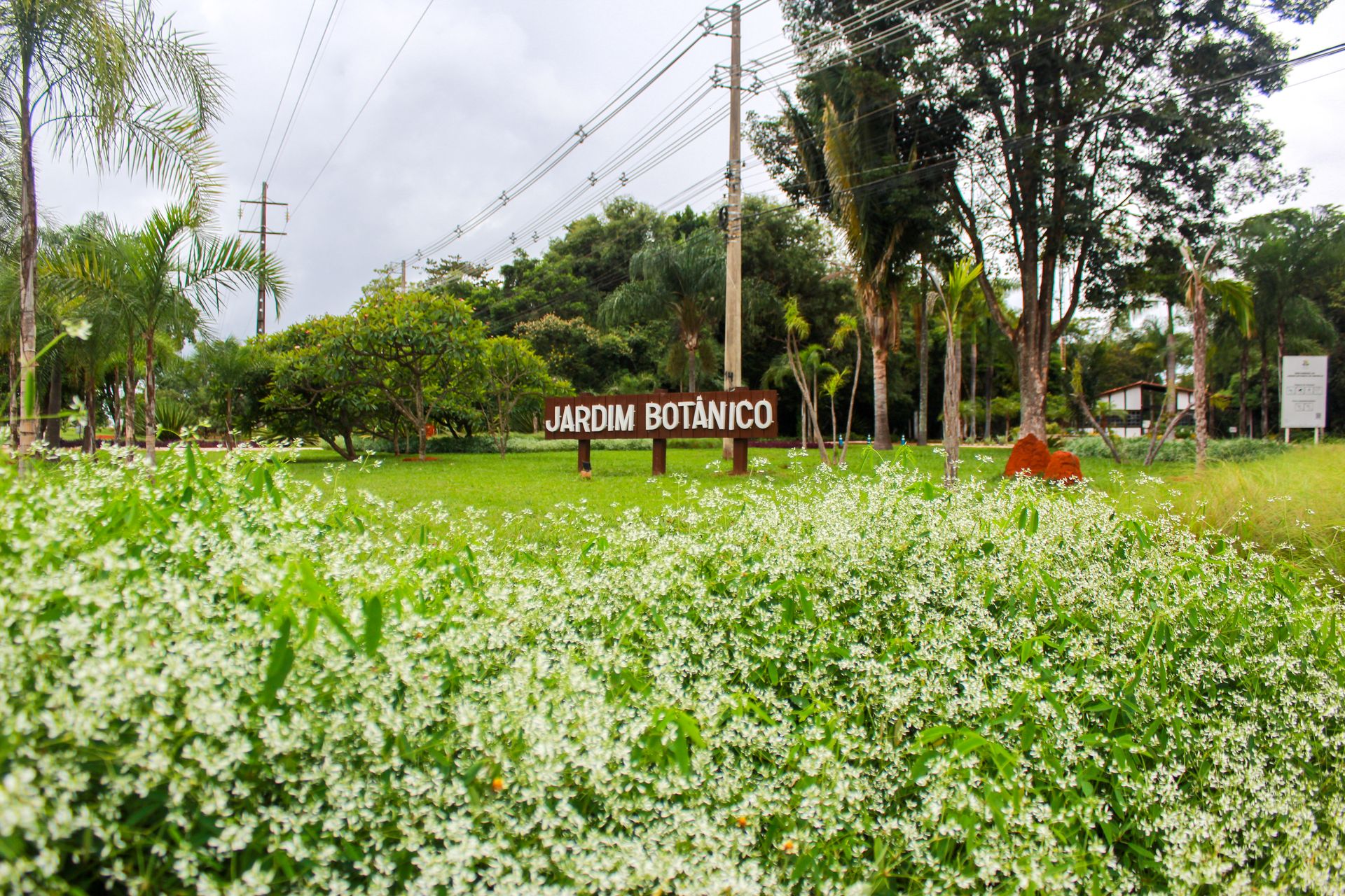 Revista do Jardim Botânico publica descobertas inéditas sobre a biodiversidade brasileira