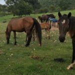 Vacinação contra influenza equina é suspensa temporariamente