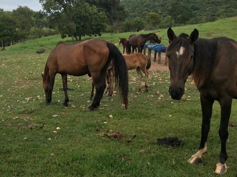 Vacinação contra influenza equina é suspensa temporariamente