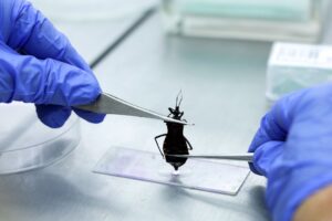 Vigilância Ambiental analisa animais que representam risco à saúde no DF