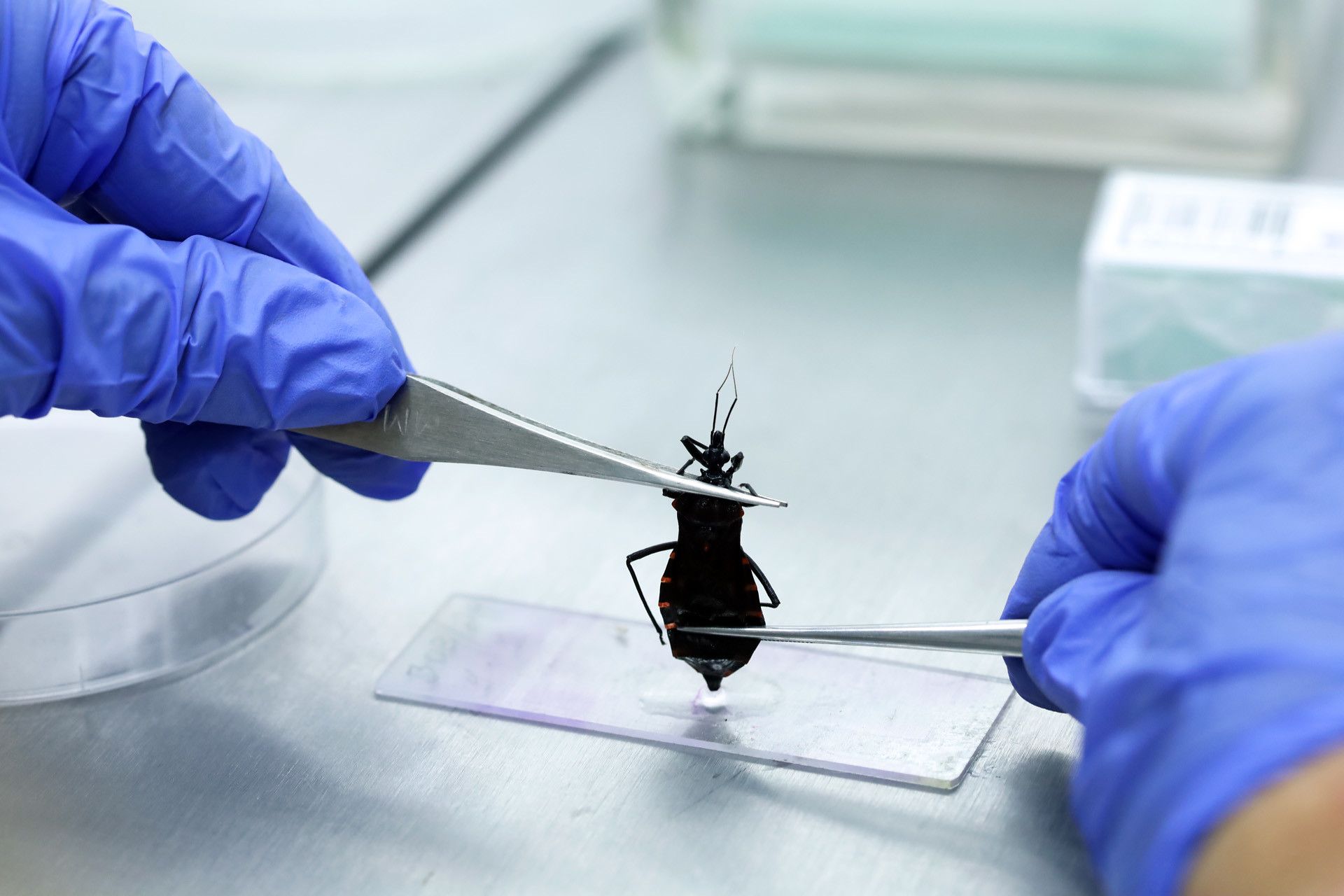 Vigilância Ambiental analisa animais que representam risco à saúde no DF