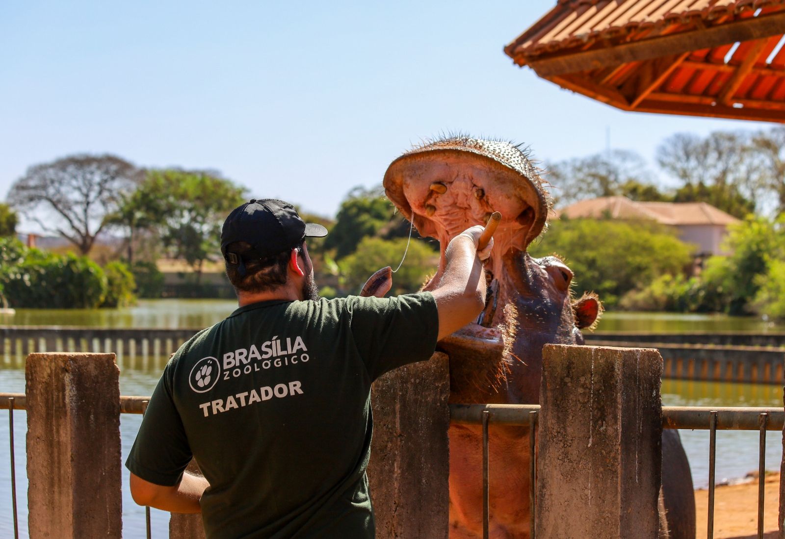 Zoológico de Brasília abre seleção para voluntários sociais e profissionais