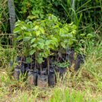 Ação integrada do GDF com o governo federal aposta na recuperação de nascentes