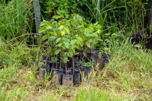 Ação integrada do GDF com o governo federal aposta na recuperação de nascentes