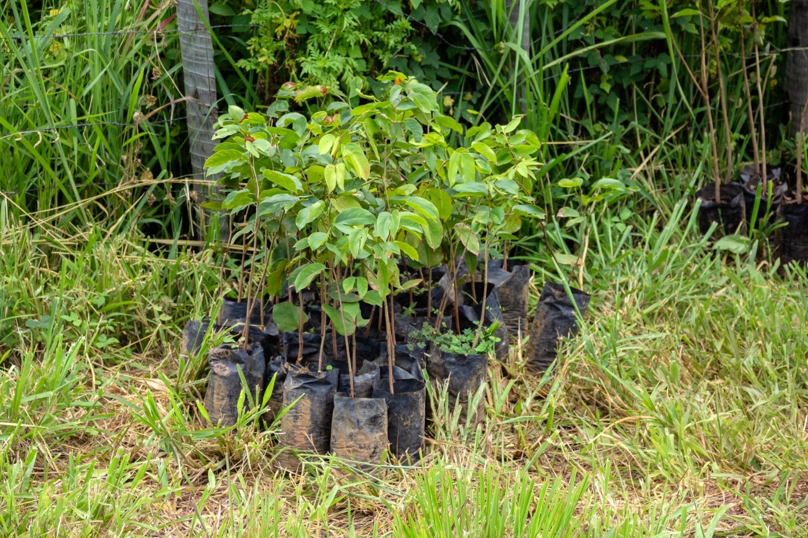 Ação integrada do GDF com o governo federal aposta na recuperação de nascentes