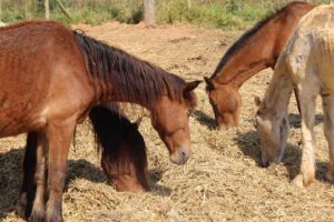 Acompanhamento online facilita adoção de animais apreendidos no DF