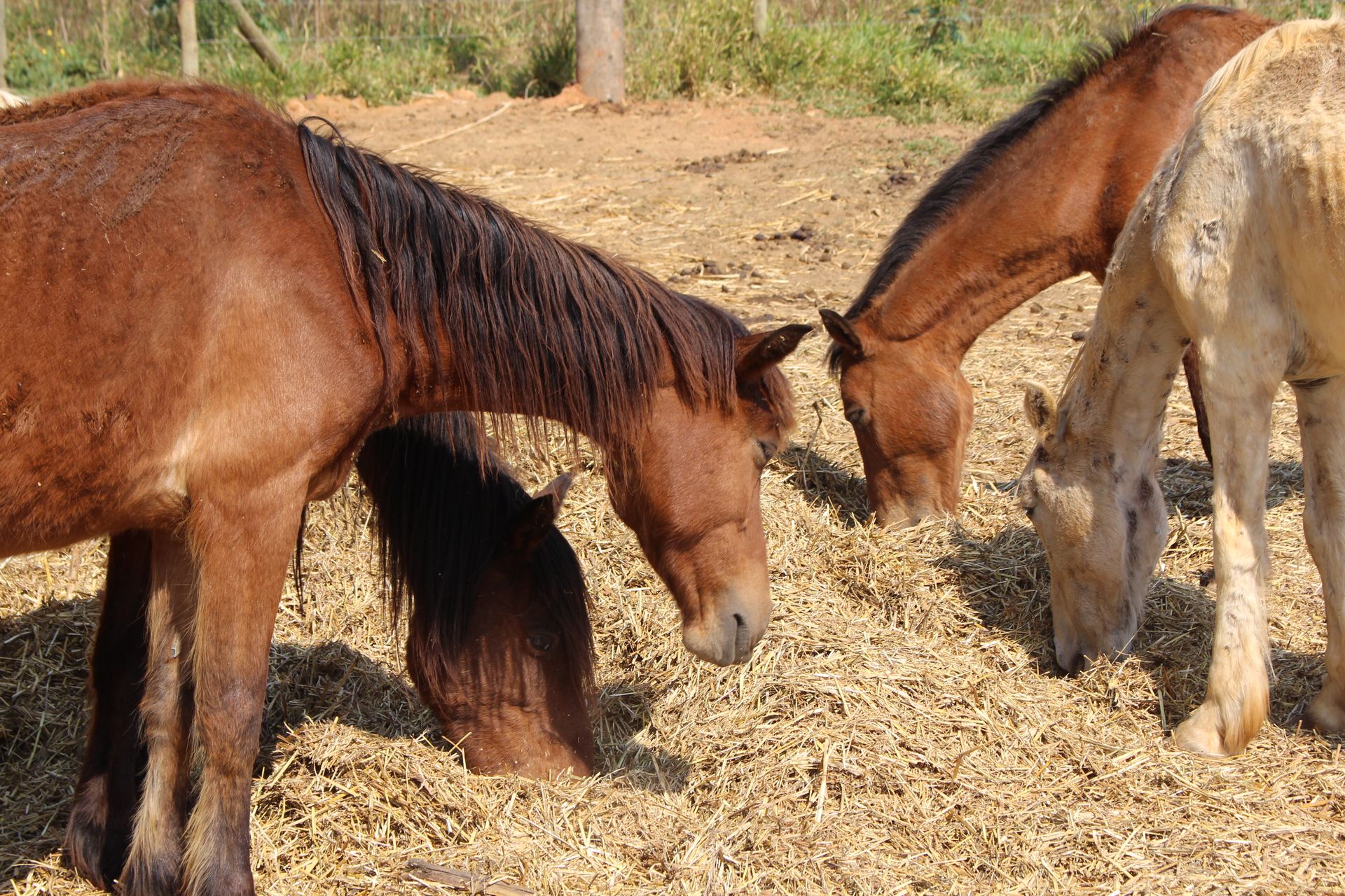 Acompanhamento online facilita adoção de animais apreendidos no DF