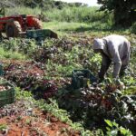 Agricultura familiar ganha espaço na rede pública de ensino e movimenta quase R$ 184 milhões no DF