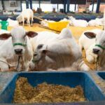 Agrodefesa orienta sobre exames para trânsito de bovinos e bubalinos destinados à reprodução