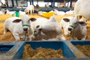 Agrodefesa orienta sobre exames para trânsito de bovinos e bubalinos destinados à reprodução